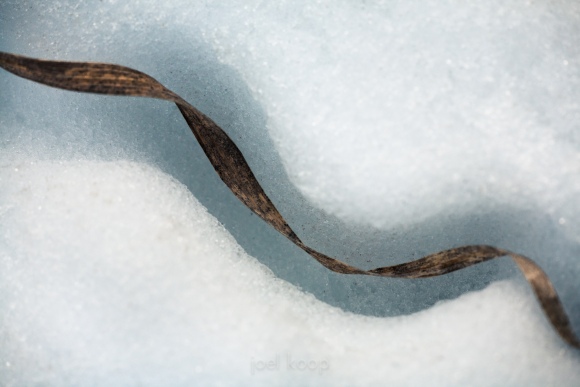 Curves of Grass Melting Snow