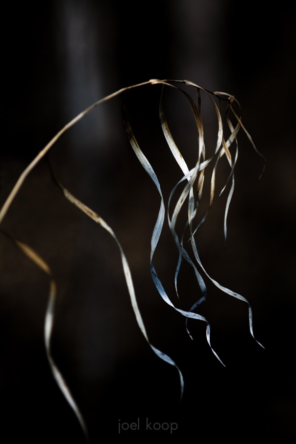 Grass Stalk
