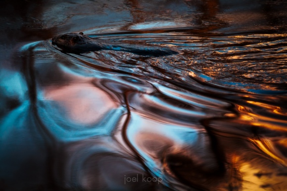 Beaver in Reflected Sunset