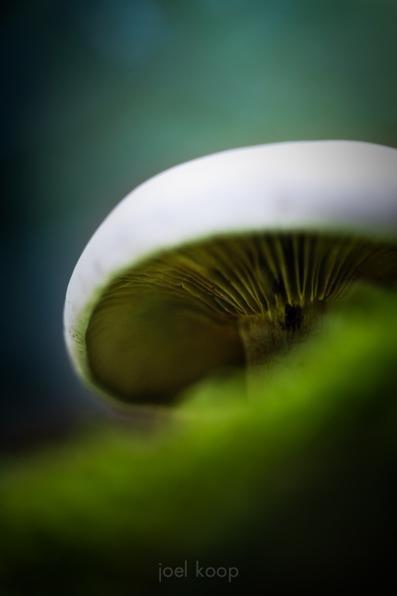 mg_3815