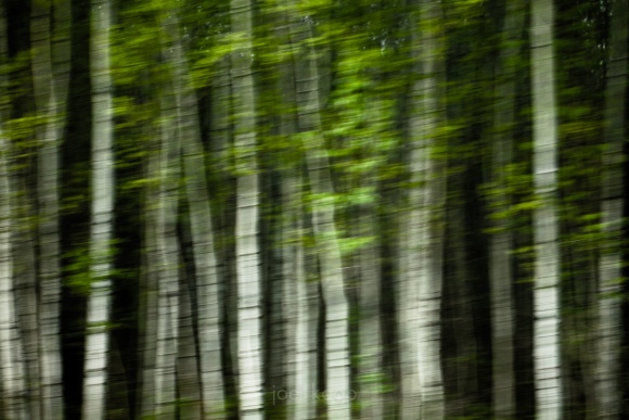 Blurred Trembling Aspen