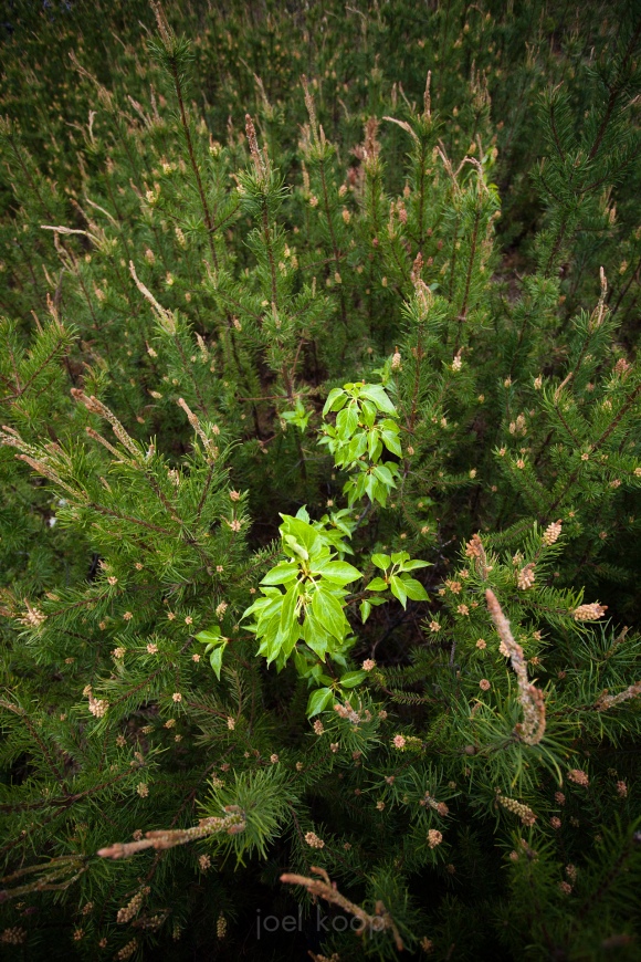 Balsam Poplar in Young Jack Pine Grove