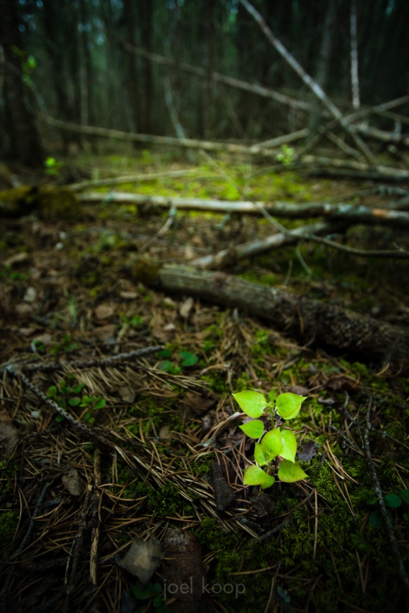 Young Aspen in Black Spruce Forest