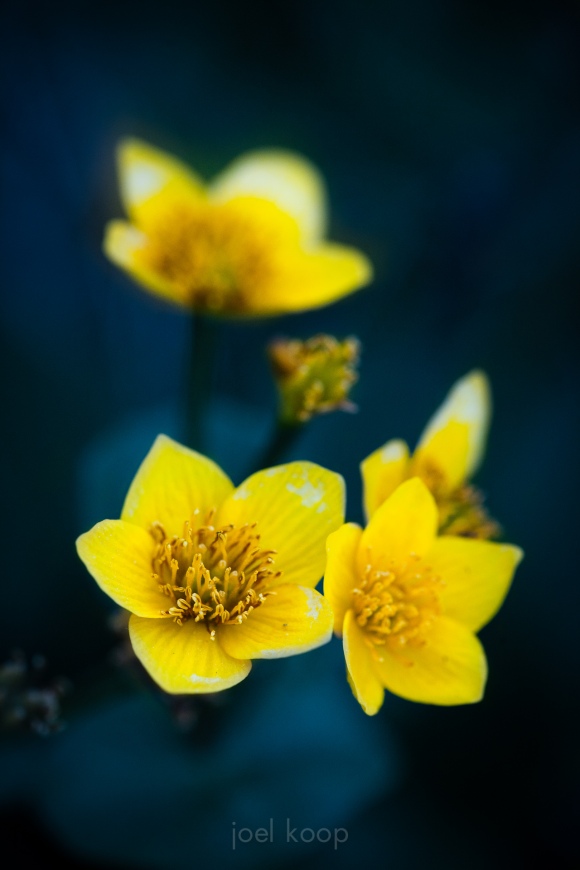 Marsh Marigold