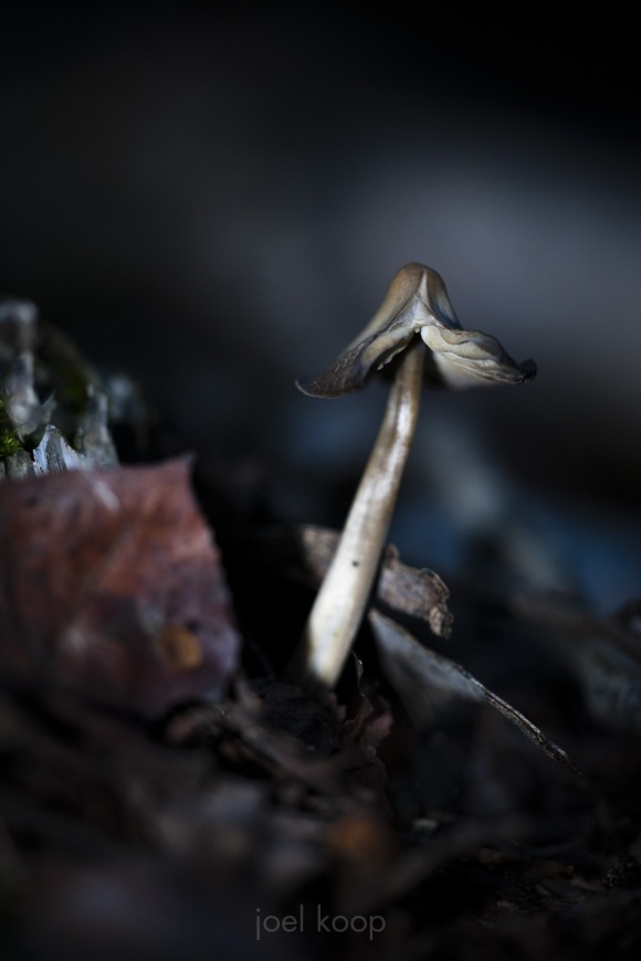 mg_5497