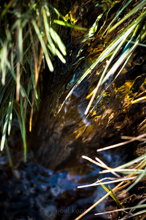 Grass in Small Stream