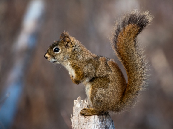 Moulting Red Squirrel