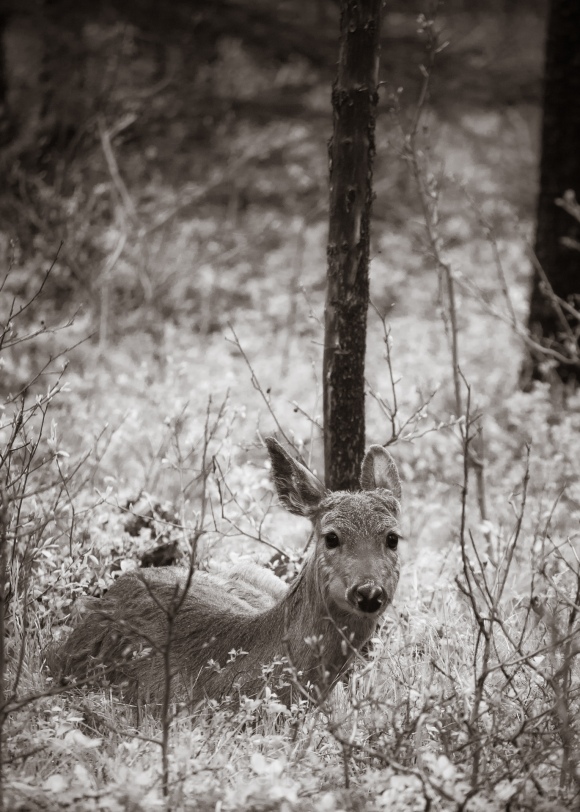 Deer Resting in the Forest