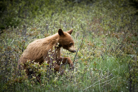 Black Bear Cub