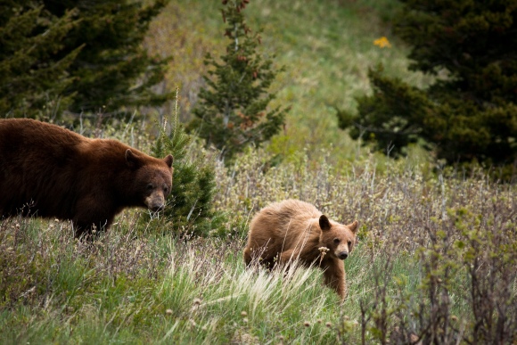 Cinnamon Black Bear and Cub
