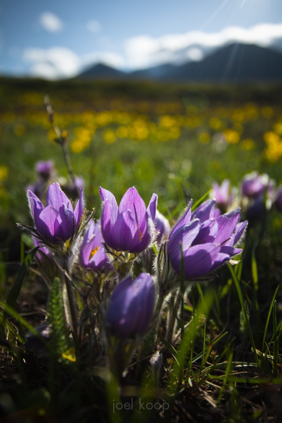 Crocuses and Avalanche Lilies in Waterton Lakes National Park