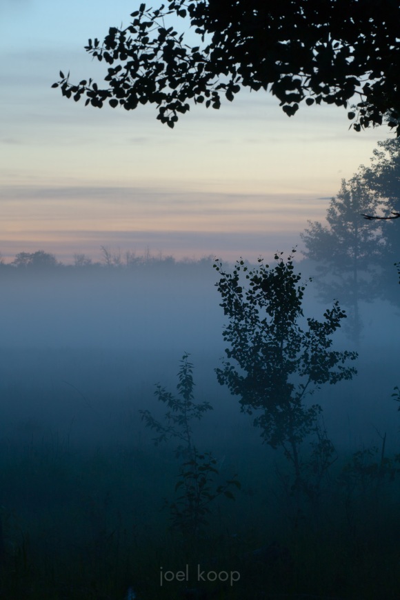 Foggy Evening in Elk Island National Park