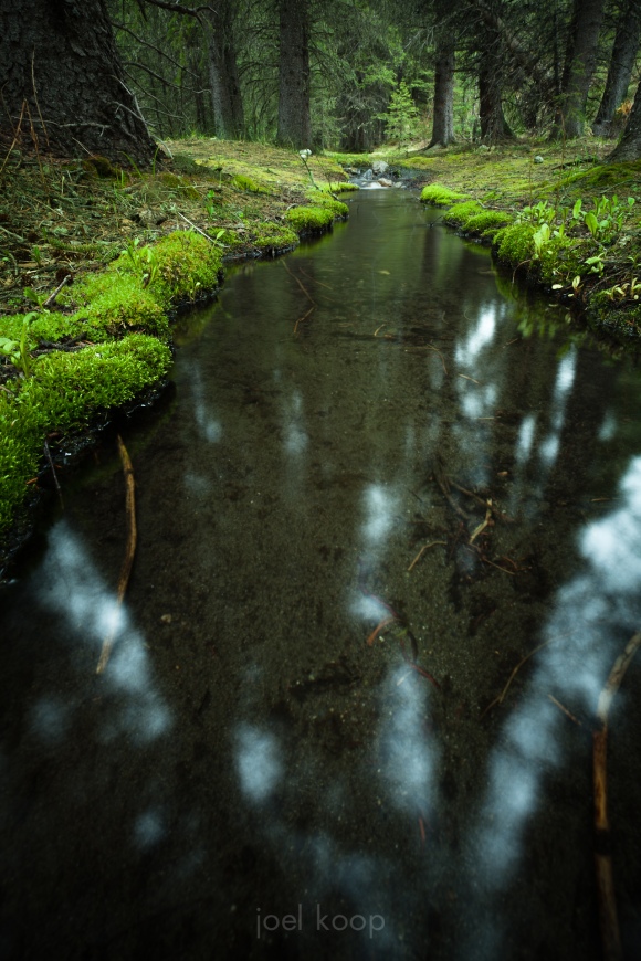 Magical Forest Pool