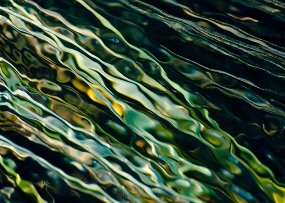 Ripples Over Reeds