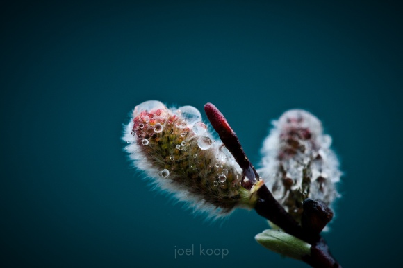 Pussy Willows and Water Drops