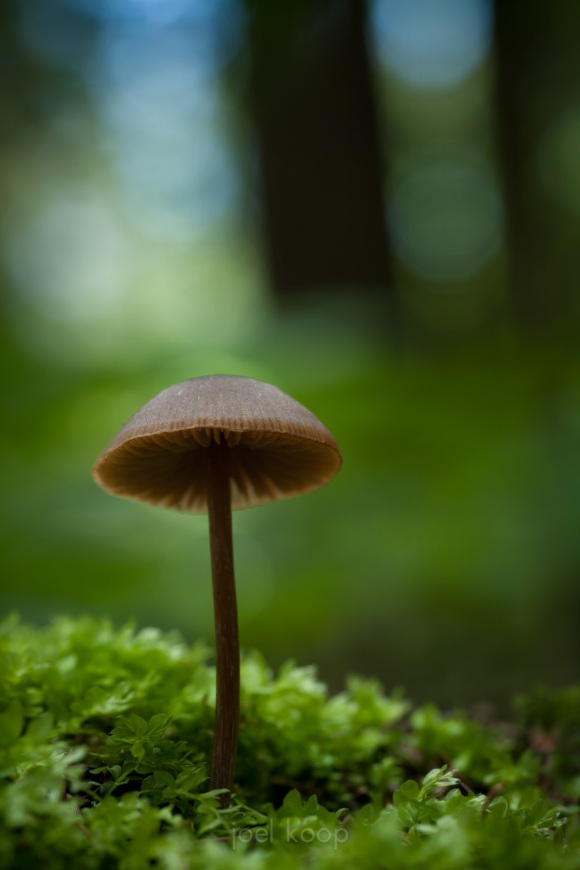 Small Mushroom in Moss