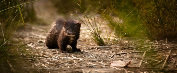 mink-in-grass