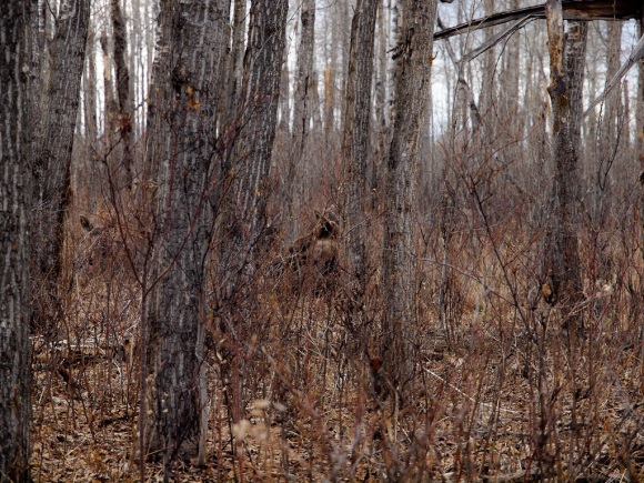 moose