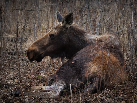 moose1