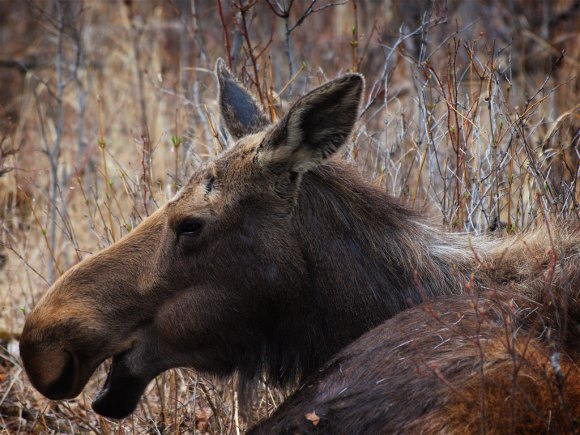 moose2
