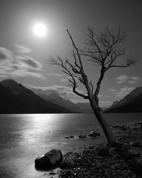 Moonlit Tree in Waterton Lakes National Park