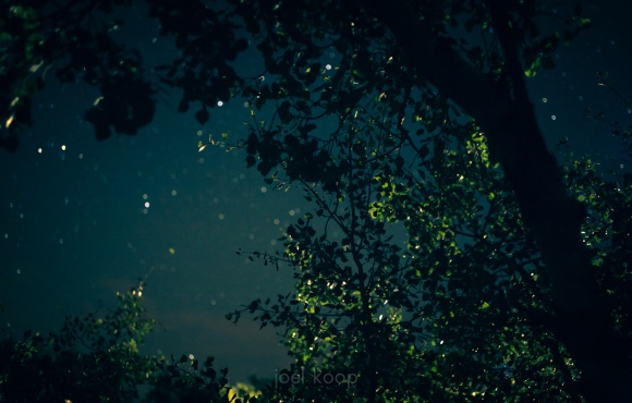 poplars-and-blurry-stars