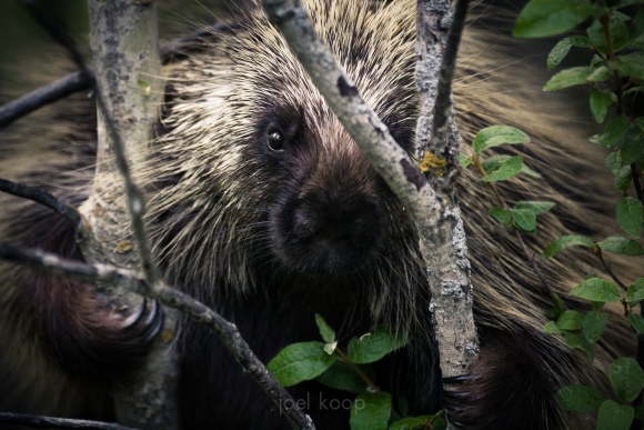 porcupine-with-claws-in-aspen