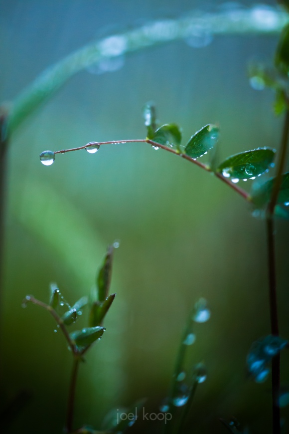 rain-drops-on-vetch