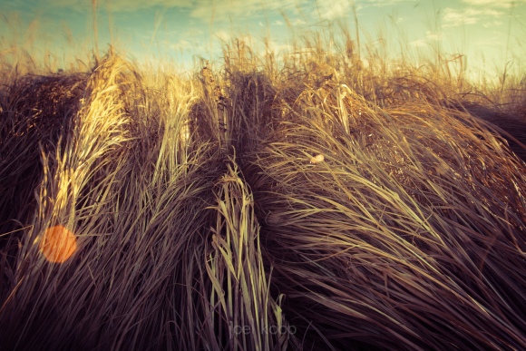 tall-matted-grass