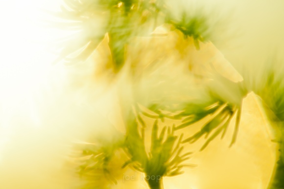 tamarack-larch_1