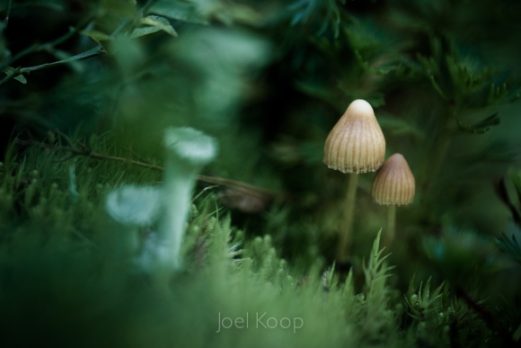 tiny-mushrooms-in-moss-2