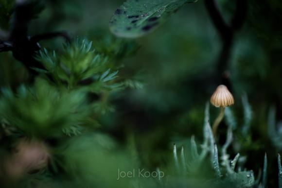 tiny-mushrooms-in-moss-3