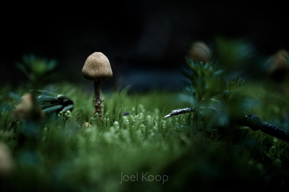 tiny-mushrooms-in-moss-4