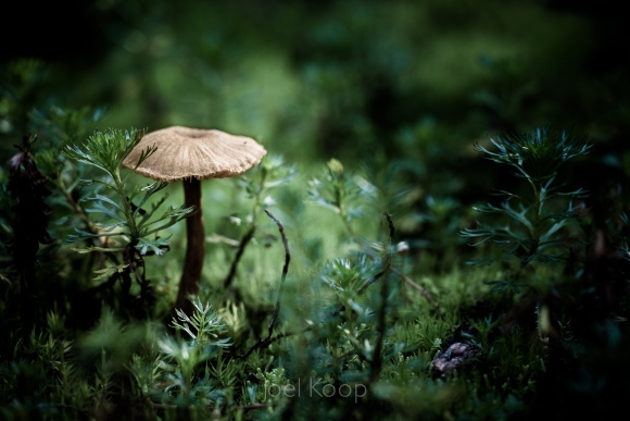 tiny-mushrooms-in-moss-5