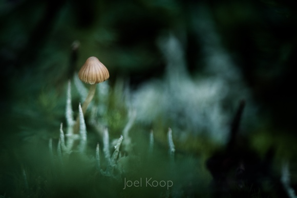 tiny-mushrooms-in-moss