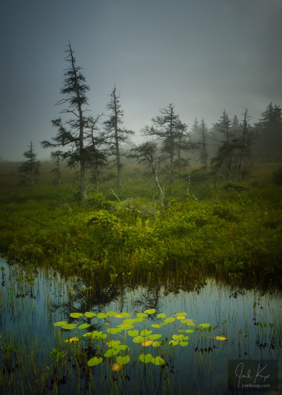 Lily Pads in the Marsh