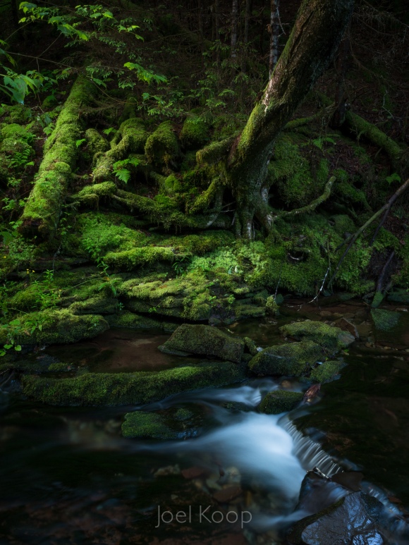 Mossy Bank and Small Forest Stream