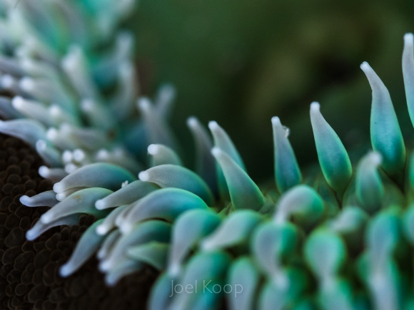 anemone