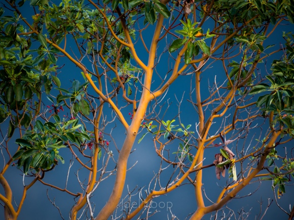 arbutus-2