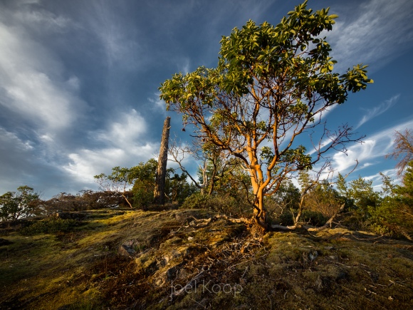 arbutus-3