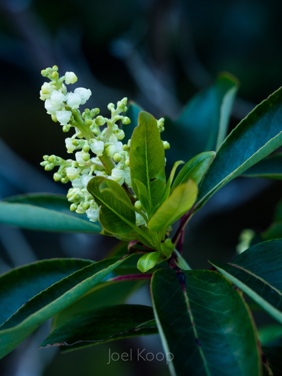 arbutus-4
