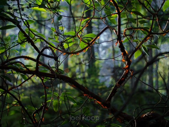 arbutus-6