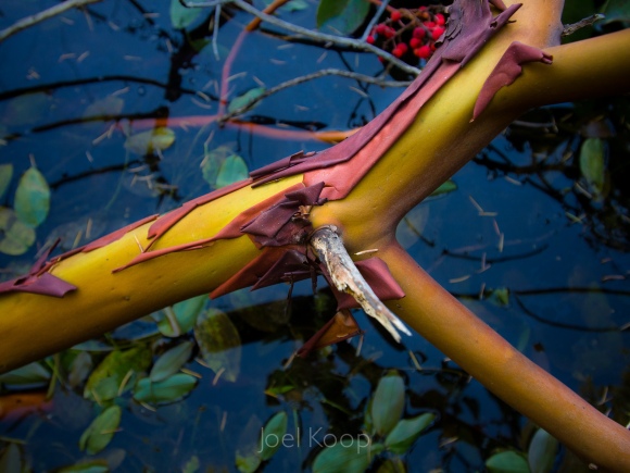 arbutus-8