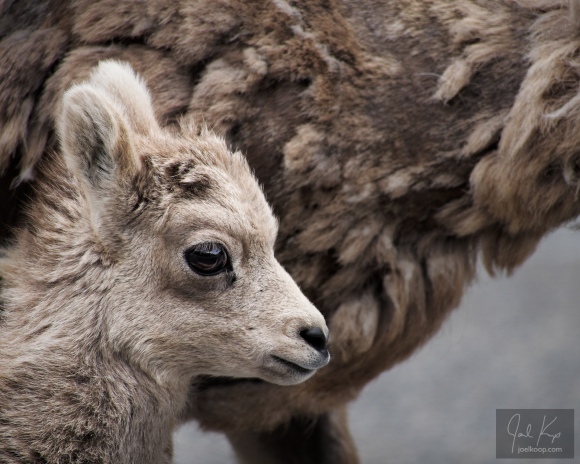 baby bighorn sheep close to mother