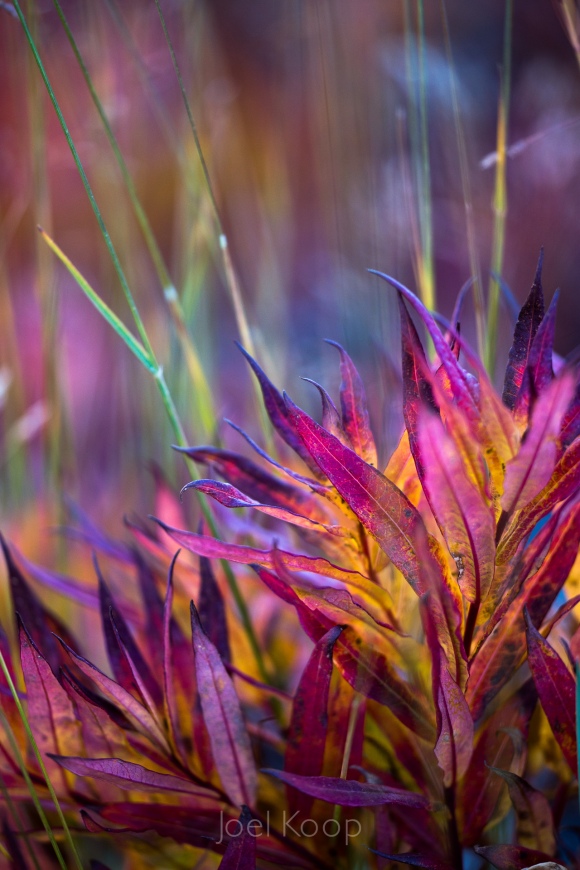 bright-fall-fireweed