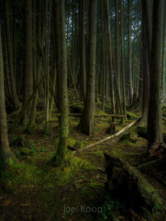 cedar-forest-on-vancouver-island