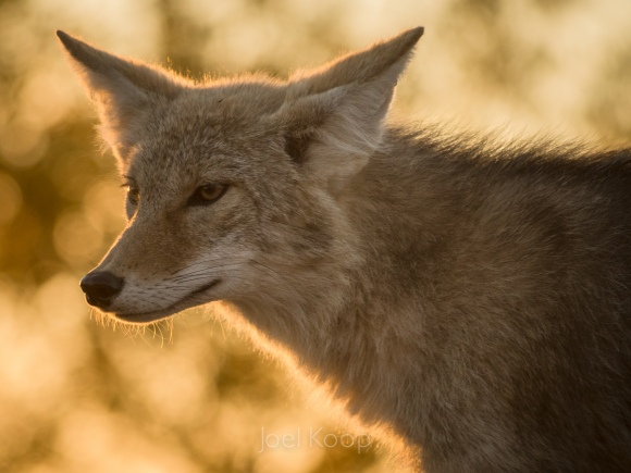 coyote in front of a sunset