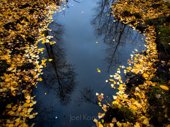 fall-beaver-run
