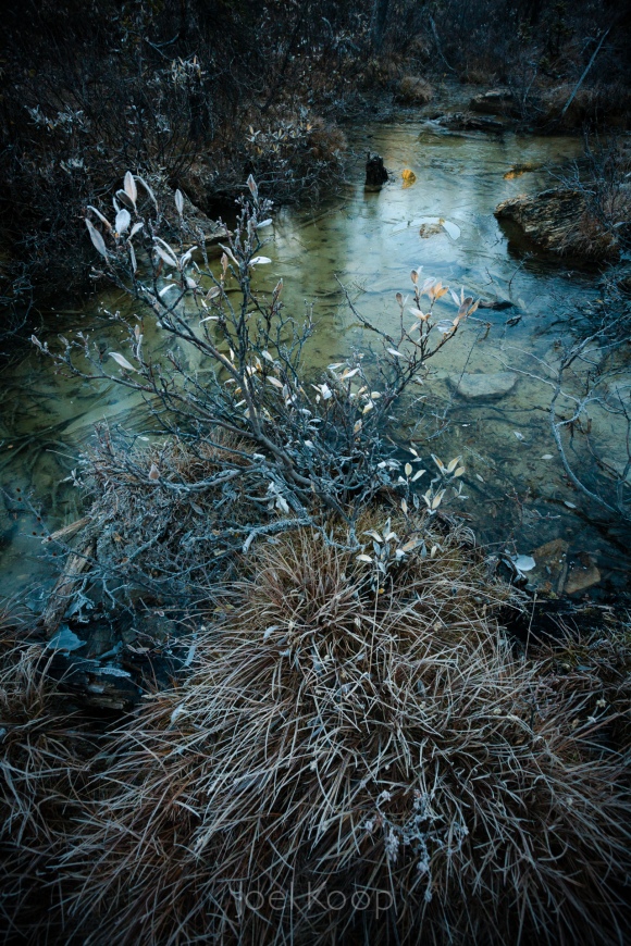 fall willow in mossy swamp-2