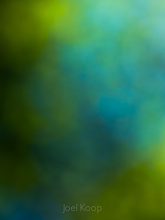 maple and sky abstract